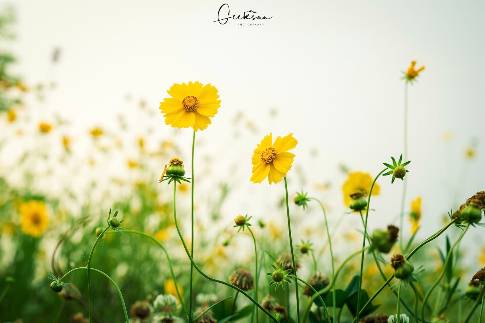 06 6月 26